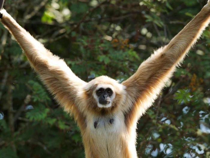 En gibbon med lysebrun pels hænger fra træernes grene og strækker sine lange arme ud mod en baggrund af grønne blade.