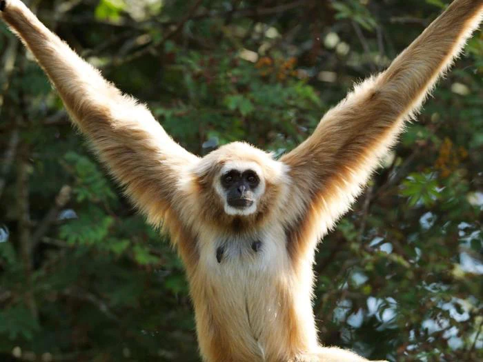 En gibbon med lysebrun pels strækker sine lange arme ud og sidder oprejst med en baggrund af grønne blade og sollys, der filtrerer gennem træerne.