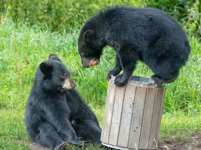 To sortbjørneunger i et græsareal; den ene sidder på jorden, mens den anden står på en skraldespand af træ med mad i munden.