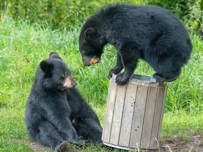 To sortbjørneunger, den ene sidder på græs og den anden på toppen af en skraldespand af træ, med grønne områder i baggrunden.