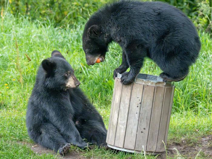 To sortbjørneunger, den ene sidder på græsset og den anden står på en skraldespand af træ, med græs og grønt i baggrunden.