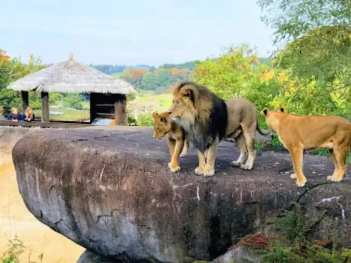 En hanløve og to løvinder står på en stor klippeafsats med træer og en hytte med stråtag i baggrunden.