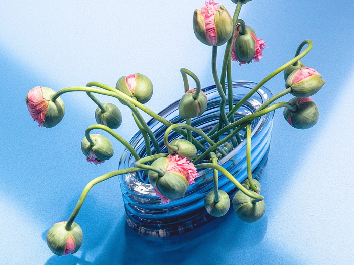 En blå glasvase rummer flere lyserøde blomsterknopper med grønne stilke på en lyseblå baggrund.