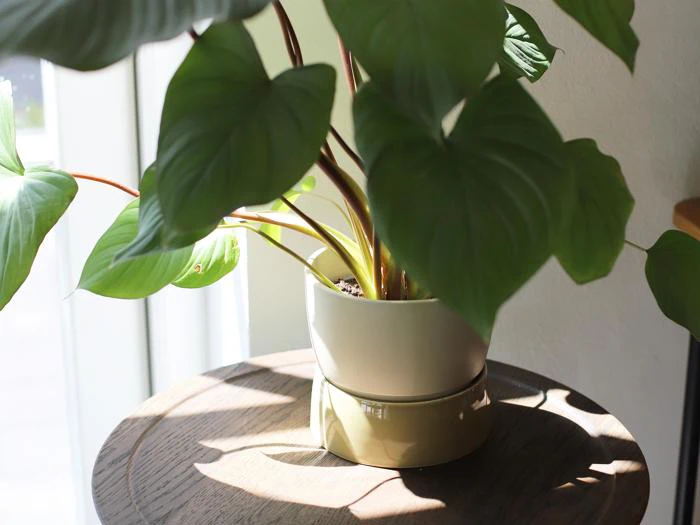 En grøn potteplante med store blade står på et træbord i sollyset, der strømmer ind gennem et nærliggende vindue.