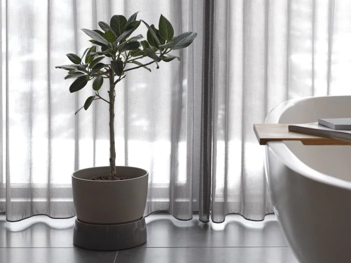 En potteplante står på et flisegulv ved siden af et moderne, hvidt badekar med gennemsigtige, grå gardiner i baggrunden.