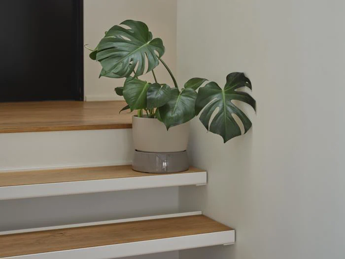 En monstera-plante i potte med store grønne blade står på hjørnet af en trætrappe op ad en lys væg.