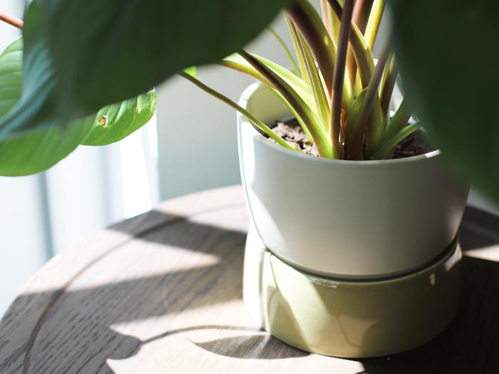 Et nærbillede af en grøn potteplante på et rundt træbord, hvor sollyset kaster skygger på bladene og potten.