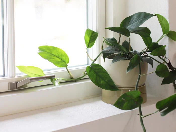 En potteplante med grønne blade står i en hvid vindueskarm, og dens ranker slynger sig hen over overfladen og mod vinduet.