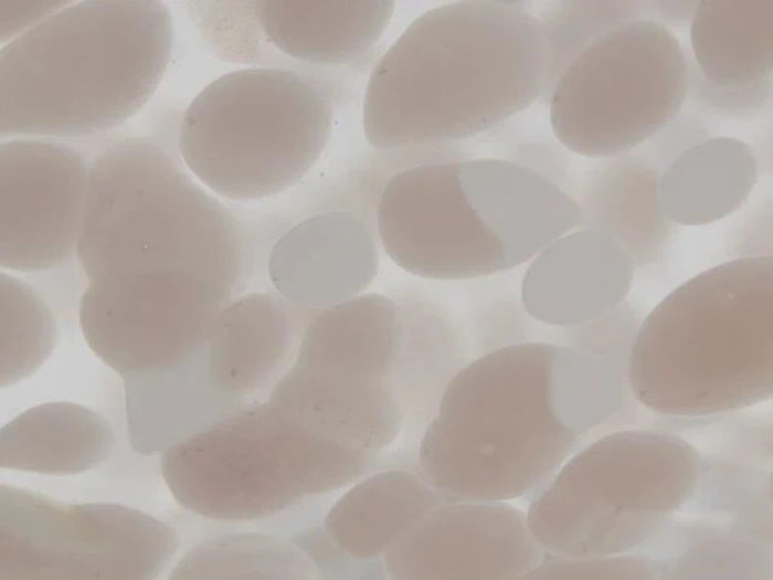 Nærbillede af flere ovale, gennemskinnelige former med bløde kanter på en lys baggrund, der ligner småsten eller sten set gennem matteret glas.