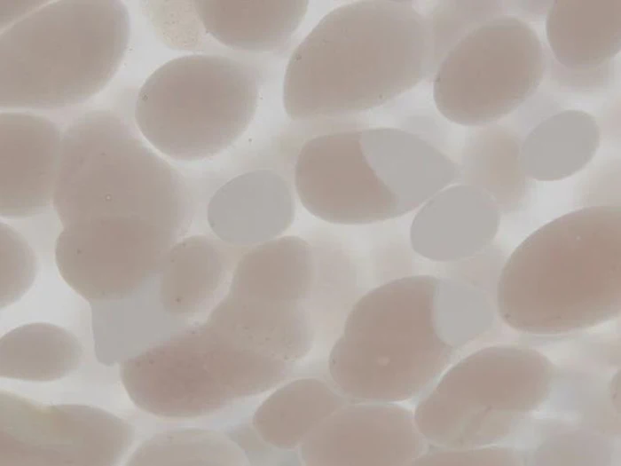 Nærbillede af halvgennemsigtige, ovale objekter, der er samlet på en lys baggrund og ligner celler eller bobler under et mikroskop.