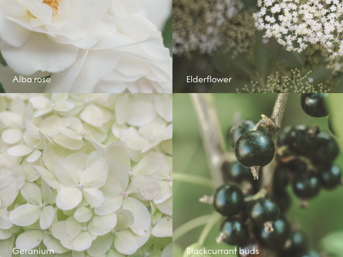 SKANDINAVISK, ROSENHAVE, Duftlys, Alba rose, Elderflower, Geranium, Blackcurrant buds, Rosa, 200g.