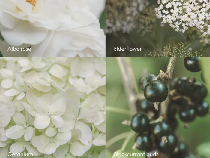 En collage af fire billeder: Alba-rose, hyldeblomst, geranium og solbærknopper, hver mærket med hvid tekst på en botanisk baggrund med blødt fokus.