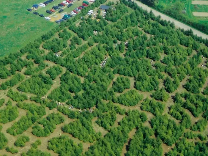 Luftfoto af en juletræsfarm med rækker af jævnt fordelte stedsegrønne træer, en vej og parkerede biler i øverste venstre hjørne.