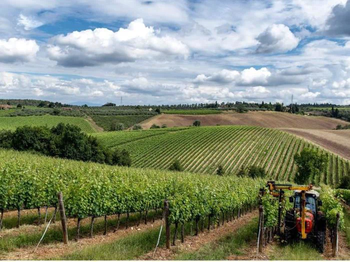 En rød traktor kører mellem sirlige rækker af vinstokke i en frodig, grøn vinmark mellem bølgende bakker under en delvis overskyet himmel.