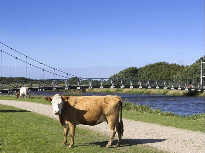 En brun og hvid ko står på et græsareal nær en grussti med en anden ko, der græsser i baggrunden. En hængebro i metal krydser en flod under en klar blå himmel.