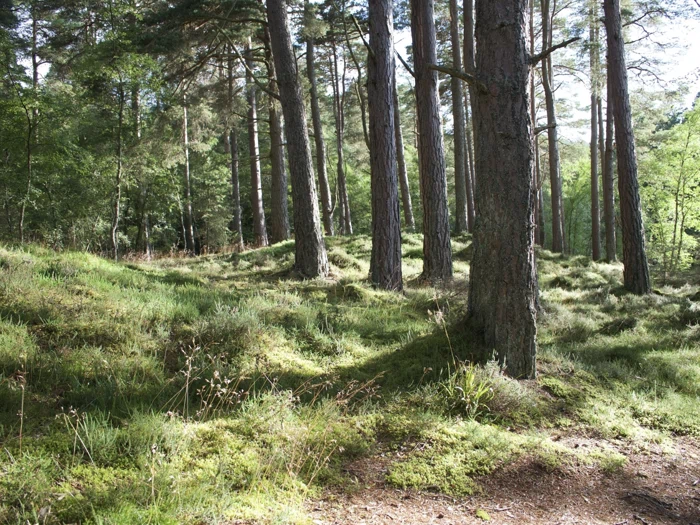 Sollyset filtreres gennem høje fyrretræer i en grøn skov og kaster skygger på den mosbelagte jord og den græsklædte underskov.