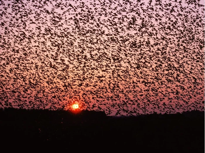 "Oplev Sort Sol" ophold på Hotel Ballumhus nabo til Nationalpark Vadehavet