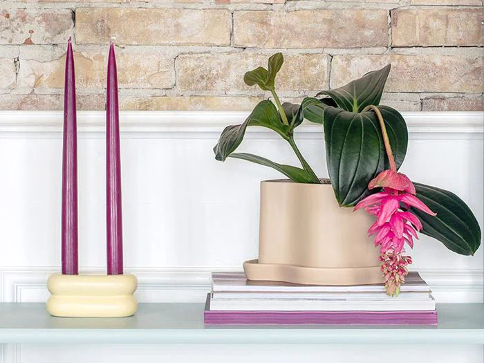 En beige potte med en pink Medinilla magnifica-blomst og grønne blade står på bøger ved siden af to høje lilla lys mod en hvid og muret baggrund.