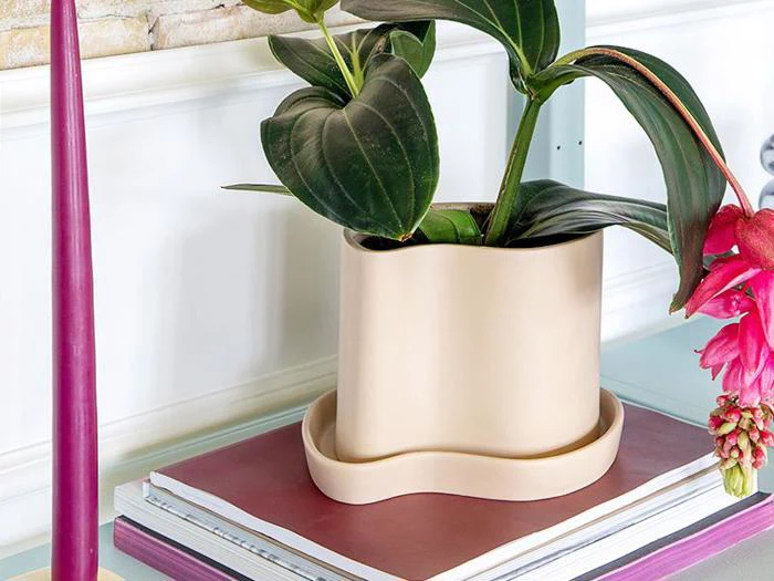 En potteplante med store grønne blade står i en beige, bølgekantet potte oven på en lukket bog ved siden af et lyserødt lys og en lyserød blomst.