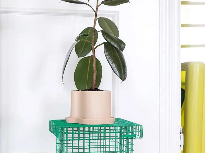 En potteplante af gummi med store, blanke blade står på en grøn trådkasse op ad en hvid væg med en del af en gul genstand synlig til højre.