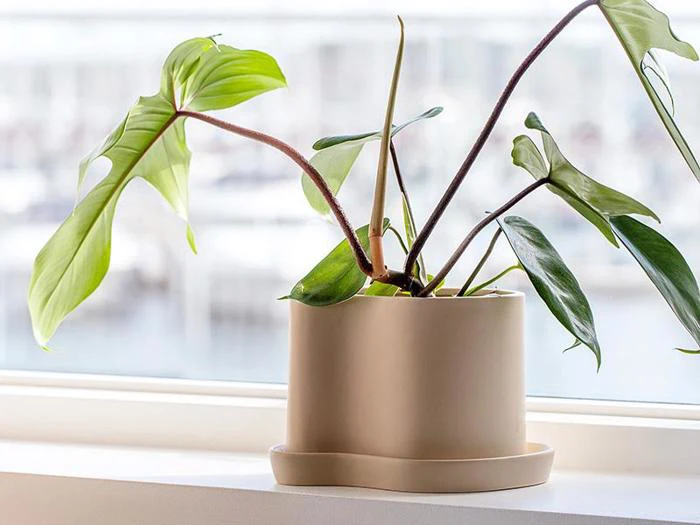 En grøn potteplante med store blade står i vindueskarmen i en beige, afrundet krukke med blødt sollys ind gennem vinduet bag den.