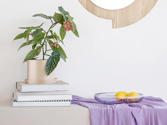 En potteplante på stablede bøger ved siden af en glasskål med citroner på et lavendelfarvet klæde under et rundt træspejl på en hvid væg.