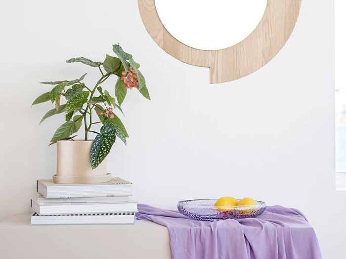 En potteplante på stablede bøger ved siden af en glasskål med citroner, på en overflade draperet med et lavendelfarvet klæde, under et rundt træspejl.