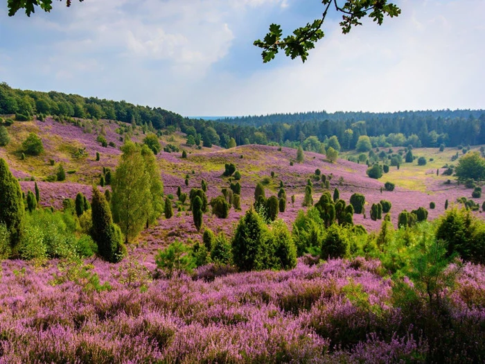 Miniferie for 2 i smukke Lüneburger Heide i Nordtyskland