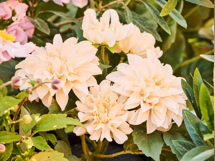 Ib Laursen, Kunstig, Dahlia, Råhvid, Plastik, H:25 x Dia:22 cm