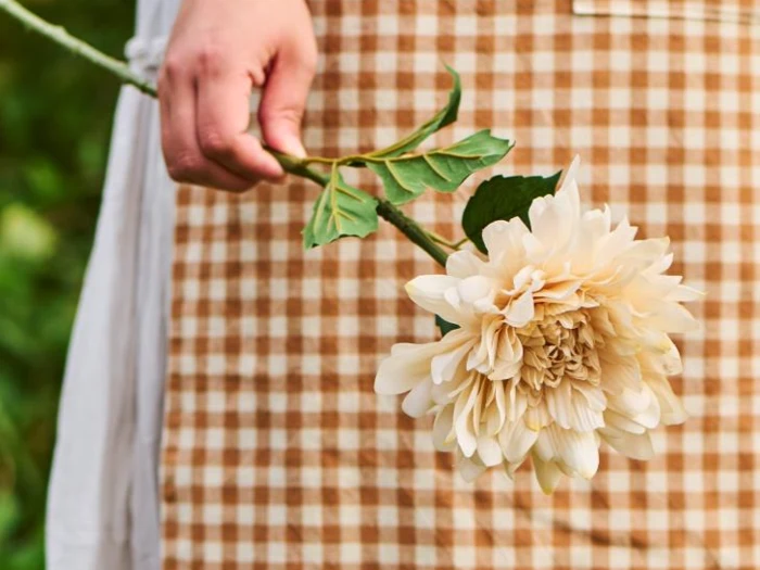 En person i et brunt og hvidt ternet forklæde holder en stor, lys ferskenfarvet dahliablomst i stilken mod en sløret grøn baggrund.