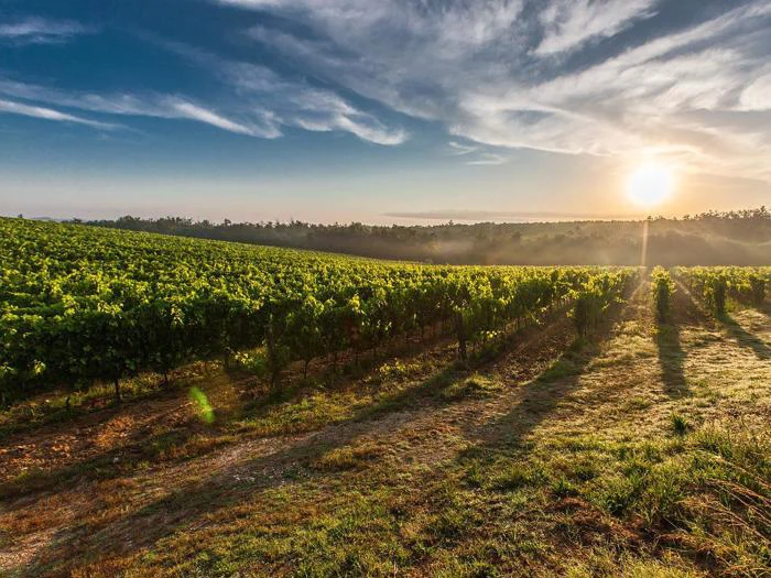 Solnedgang over en frodig grøn vinmark med rækker af vinranker, en jordsti og dramatiske skyer på en blå himmel.