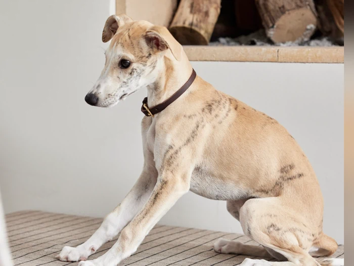 En brun og hvid hund med et mørkt halsbånd sidder inde på et stribet underlag, mens der i baggrunden ligger stablede brændeknuder.
