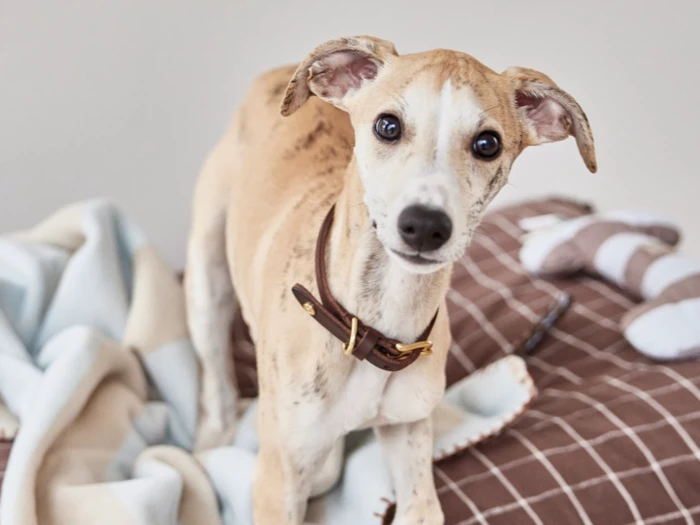 En brun og hvid hund med et brunt halsbånd står på et tæppe og kigger ind i kameraet med opmærksomme ører og store øjne.