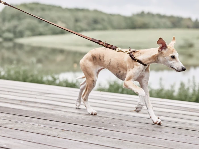 En slank, brun og hvid hund i snor går raskt på et trædæk tæt ved en sø, med grønne træer og græs i baggrunden.