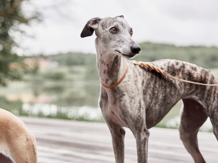 En brindlet greyhound med et lysorange halsbånd står udendørs på et træunderlag og kigger opmærksomt til siden.
