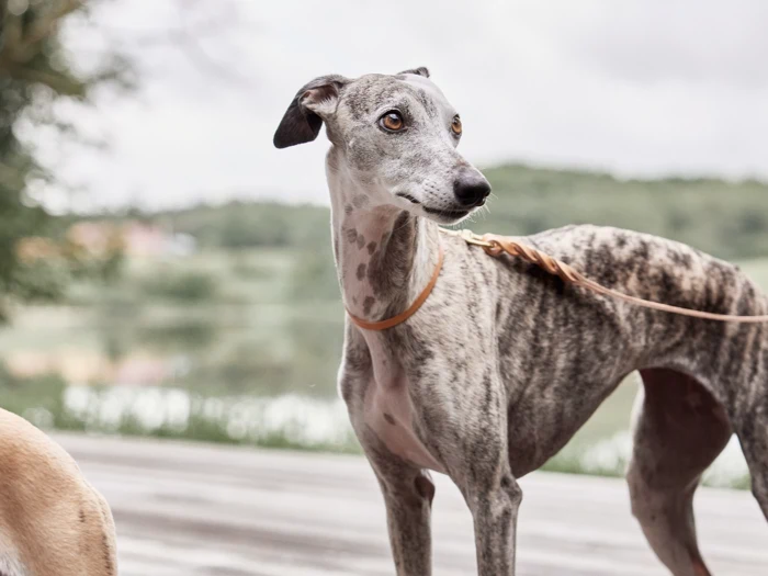 En lysebrun og gråstribet greyhound står udenfor i snor og kigger til siden med et opmærksomt blik. I baggrunden ses et sløret grønt område.