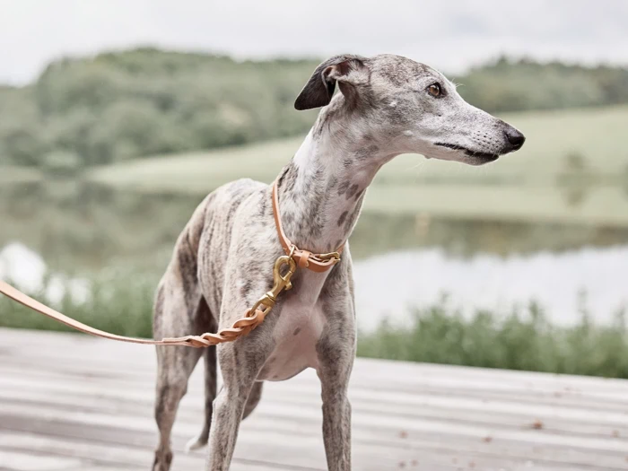 En slank greyhound med en lysebrun og hvid pels står på et trædæk med en lyserød snor om halsen, mens der i baggrunden ses en sø og grønne træer.
