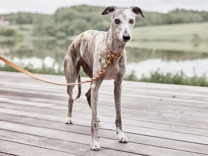 En slank, stribet greyhound i snor står på en træterrasse udendørs, med grønne træer og en sø i baggrunden.