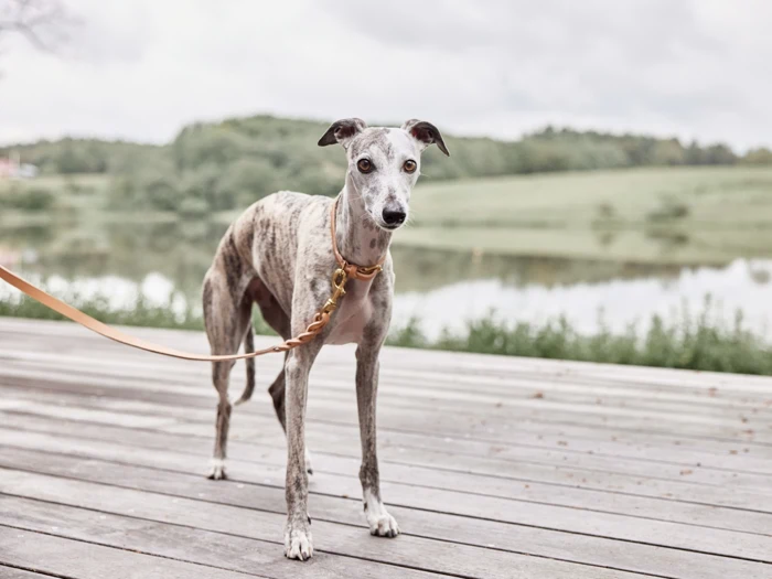 En brindlet greyhound i snor står på et trædæk tæt ved en sø, med grønne træer og bakker i baggrunden under en overskyet himmel.