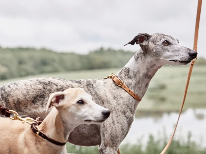 To greyhounds i snor står udendørs, den ene er brun, den anden stribet, med et sløret grønt landskab og en overskyet himmel i baggrunden.
