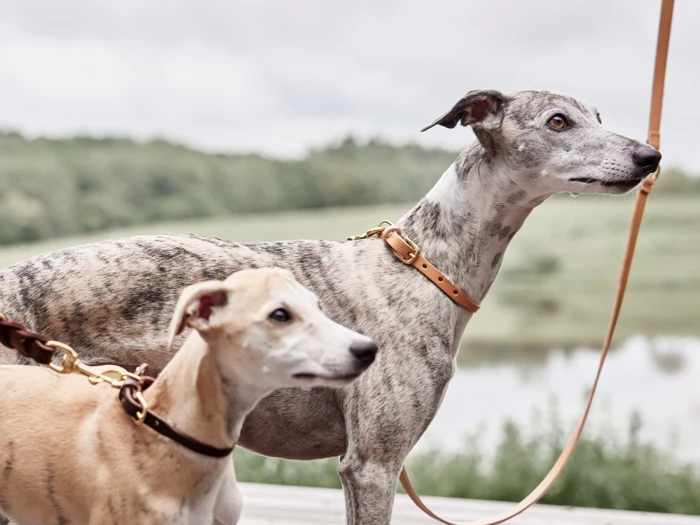 To greyhounds i snor, den ene brun og den anden grå med pletter, står udendørs på en træterrasse med grønne marker og en dam i baggrunden.