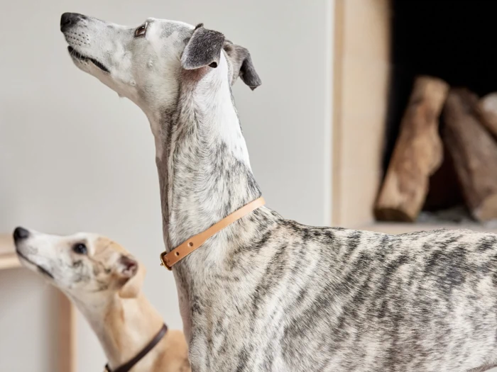 To greyhounds med kort pels og halsbånd står indendørs og kigger mod venstre. Den hund, der står tættest på, har en stribet pels, mens den anden har en lys brun og hvid pels. I baggrunden ses træstamm