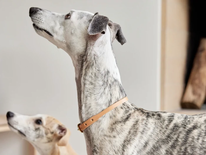 To greyhounds inde i et rum, den ene med lysbrun pels i baggrunden og den anden brindlet med et lysebrunt halsbånd i forgrunden; begge kigger opad.