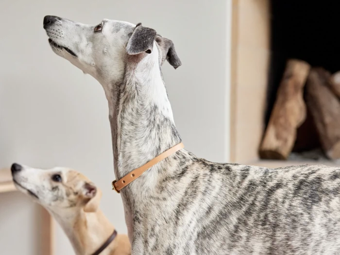 To greyhounds inde i et rum, den ene med et lysebrunt halsbånd i forgrunden og den anden med et mørkt halsbånd, der er sløret i baggrunden; begge kigger mod venstre. Bag dem ligger der stablede brænde