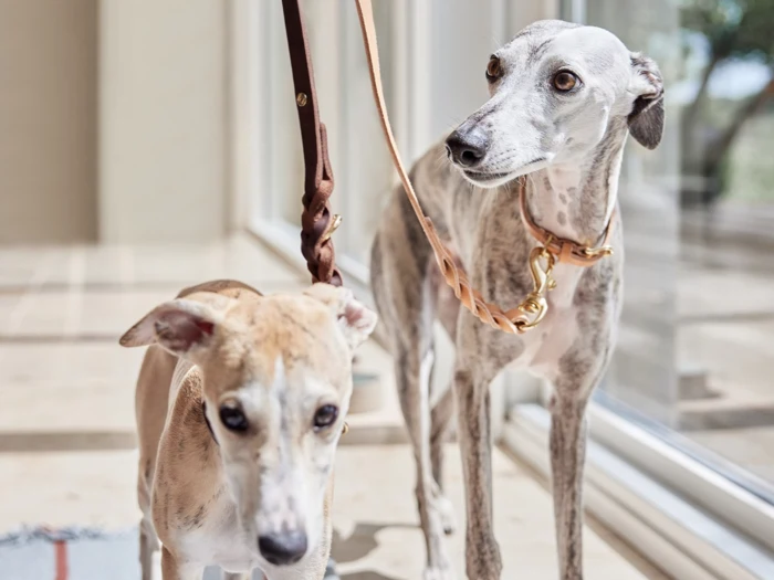 To slanke hunde, sandsynligvis whippets eller greyhounds, står indenfor i snor. Den ene er brun og hvid, den anden er grå og hvid med mørkere aftegninger, og begge kigger i hver sin retning.