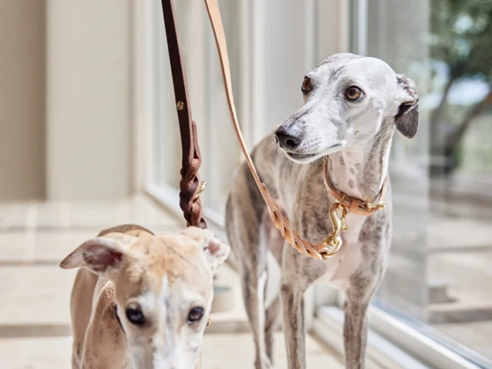 To slanke hunde i snor står inde ved store vinduer; en lysebrun hund står i forgrunden, og en gråstribet hund kigger til siden i baggrunden.