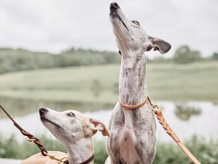 To greyhounds i snor med lys pels kigger opad udendørs, med sløret grønne omgivelser og et vandområde i baggrunden.