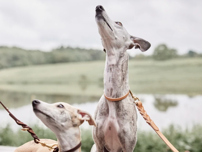 To greyhounds i snor kigger opad udendørs, med en sløret baggrund bestående af en sø og grønne marker.