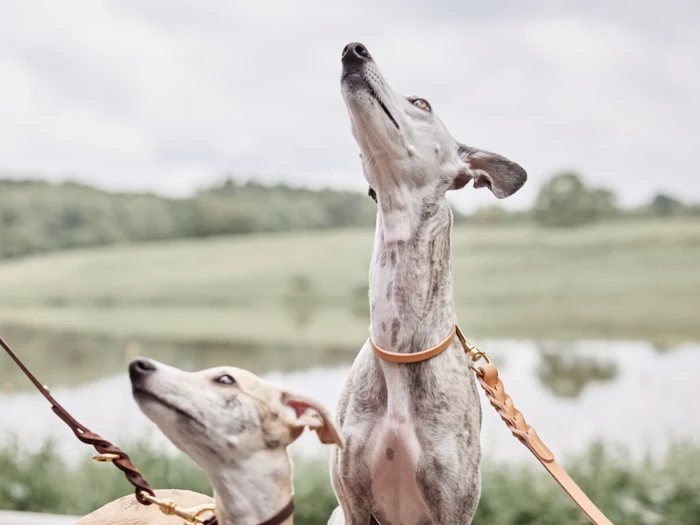 To greyhounds i snor står udendørs og kigger opad med løftede hoveder foran en sløret baggrund af grønne omgivelser og vand.